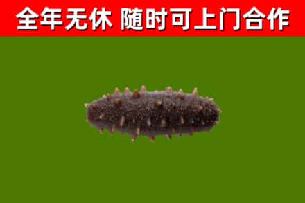 南浔烟酒回收干海参.jpg